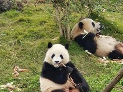 -成都动物园