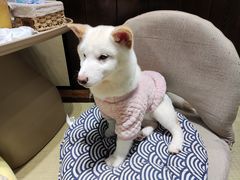 -逗柴咖啡屋·狗咖猫咖宠物桌游