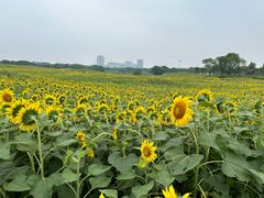 -苏州湾体育公园