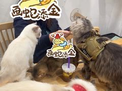 -楼上猫咖(罗湖店)