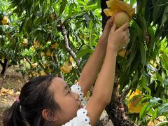 -老袁家蜜桃农场·阳山水蜜桃