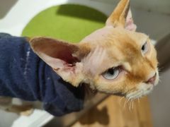-COLOR PETS 撸猫馆·购猫·猫咖(长风大悦城店)