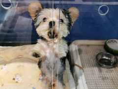 -FAELING PETS美天灵宠物(富力广场店)