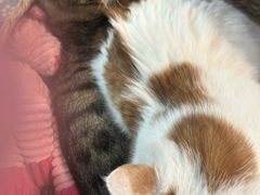 -平行世界·猫咖(首经贸店)