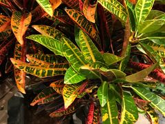 -植物学家的女儿(北马道巷店)