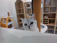 -猫域·湾主题猫咖·宠物吧(南坪城市广场店)