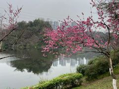 -重庆彩云湖湿地公园