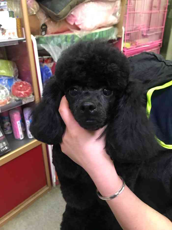 可鲁宠物会所-"0分 差死了 坑爹 为了能给你评论 还要.