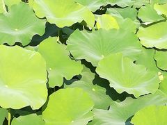 -胖哥俩肉蟹煲(福州仓山爱琴海店)