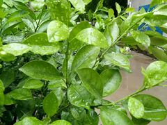 -嘉豪轩(亨利店)