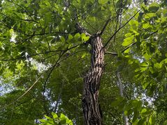 -上海佘山国家森林公园天马山园