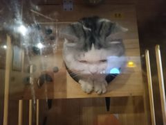 -Mr.Fox狐狸先生超级密室(南山店)