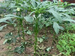 -妈妈的小作坊(陈家镇店)