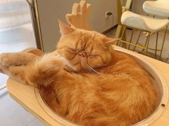 -飞行喵MR PILOT|猫舍·猫咖(静安大融城店)