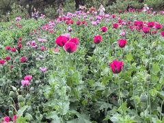 -国家植物园南园