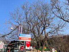 -泰山风景名胜区