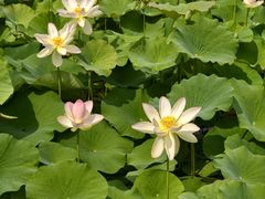 -莲花池公园