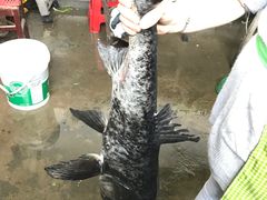-柘林湖生态鱼馆
