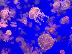 -江和美海洋公园