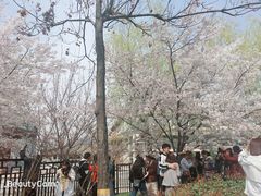 -西安青龙寺遗址景区