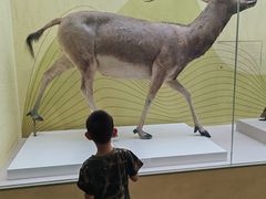 -国家自然博物馆