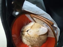 -乐派堂宠物医院·猫友好· 心脏科(东街店)
