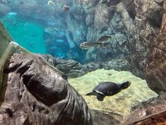 -上海海洋水族馆