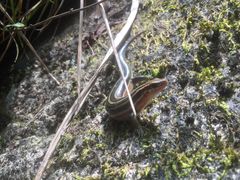 -磐安舞龙峡景区