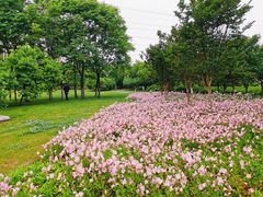 -九里河湿地公园