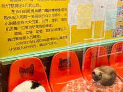 -猫咪博物馆(顶澳仔猫街店)