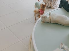 -怪兽屋·羊驼·猫咖·狗咖(俊华广场店)