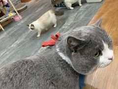 -福尔喵斯探案馆实景搜证·沉浸式剧本杀