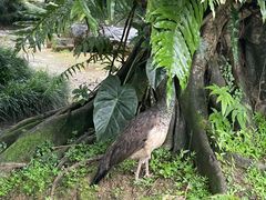 -云南勐巴娜西珍奇园