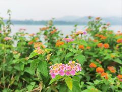 -橘子洲景区