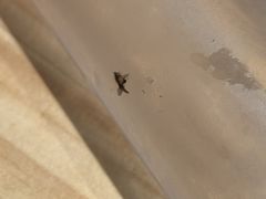 -一绪に和牛寿喜烧(罗湖益田假日店)