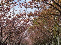 -高东镇樱花园