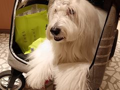 -海底捞火锅(凤凰广场店)