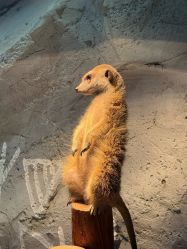 -Zoolung Zoolung动物主题公园(海信广场店)