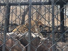 -大连森林动物园