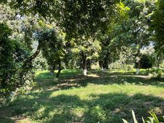 -张坝桂圆林公园