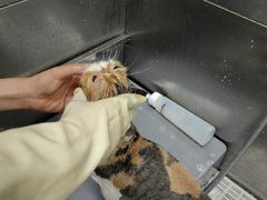 -北京观赏动物医院·24小时大型综合·猫专科·异宠专科