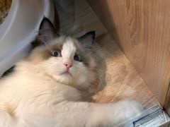 -BABIT巴比特宠物(MOMOPARK店)