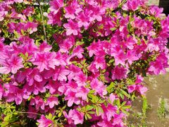 -武汉紫薇都市田园