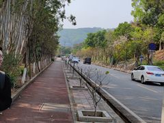 -东莞市大岭山森林公园