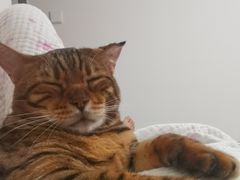 -美联众合动物医院·24h转诊中心