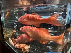 -许家菜(望江店)