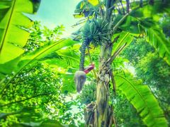 -西双版纳基诺山寨