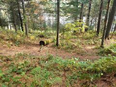 -五营红松林海景区