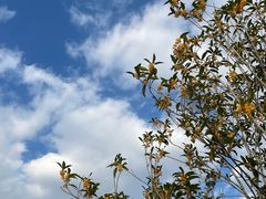 -昆山城市生态森林公园