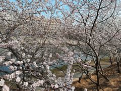 -桃花堤公园